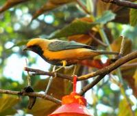 Rufous Crowned Tanager 5-263x224.jpg