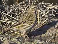 pipit rosy 20061202 aa.jpg