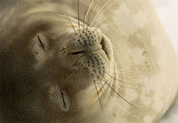weddell-seal-sleeping.jpg