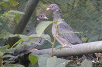 bandtail pigeon.jpg