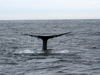 blue whale 1 guy 20061014.jpg