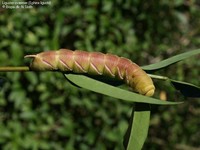 Sphinx ligustri 00028.JPG