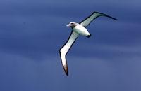 salvins albatross2 shirihai.jpg