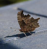 polygonia progne6015.jpg