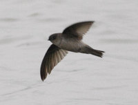 hhswiftlet 36h2510.jpg