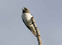 whitebreasted woodswallow.jpg