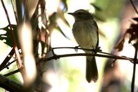 Fuscous flycatcher.jpg