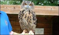charlie european eagle owl.jpg