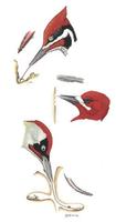 woodpecker tongues.jpg