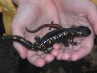 salamanders.jpg
