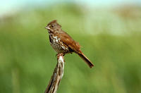 foxsparrow.jpg