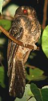 moluccan owlet nightjar pm.jpg