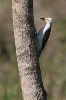 White woodpecker.jpg