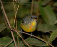 76661000.FRv9WQPD.CBFlowerpecker 7787n.jpg