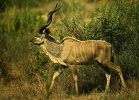 greater kudu.jpg