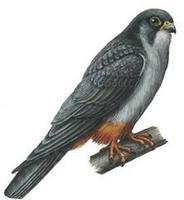 Falco amurensis.jpg