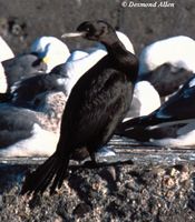 pelagic cormorant2 103 da.jpg