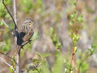 savannah~sparrow107.jpg