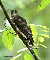 malaysian hawk cuckoo6214j don.jpg