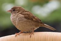 (1)House Sparrow (Passer domesticus).jpg