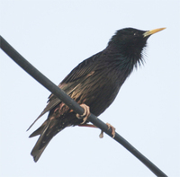 common-starling-kaz.jpg