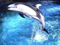 exhibit dolphin.jpg