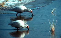 crested-ibis-2.jpg