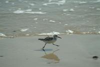 sanderling.jpg