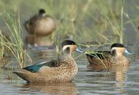 Hottentot Teal 2005-01-13-0008.jpg