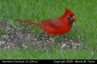 cardinal northern m1a.jpg