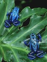 blue dart poison frogs lg.jpg