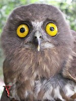 Bird008 Brown Hawk-Owl.jpg