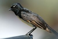 willywagtail5.jpg