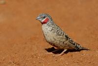 Cut-throat-Finch-male- J7X9171-Samburu-National-Reserve,-Kenya.jpg