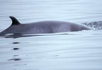species minke whale.jpg