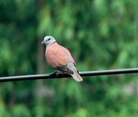Red Collared Dove.jpg