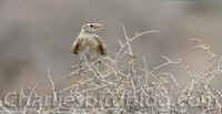 redcappedlark06.jpg