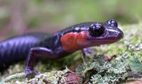 Red-cheeked Salamander.JPG