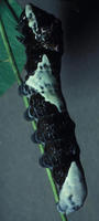 0257giantswallowtail-2.jpg