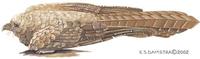 Steatornis.caripensis.jpg