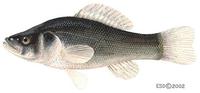 Aphredoderus sayanus.jpg
