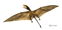 Peteinosaurus1.jpg