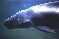 Pygmy sperm whale.jpg