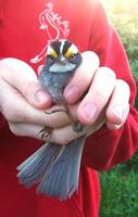 white-throated sparrow.jpg