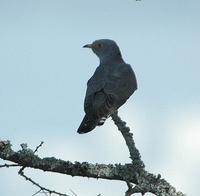 African Cuckoo 2005-01-18-0084.jpg