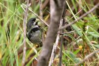 Double-collared seed-eater.jpg