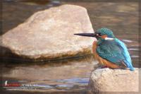 051220 Common Kingfisher0229.jpg