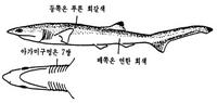 fish6-1.jpg