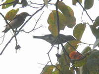 Turdus obscurus3.jpg