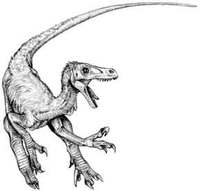 velociraptor3.jpg